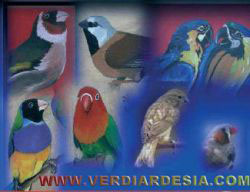 www.verdiardesia.it/.com